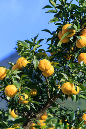 Yuzu: Citrus junos is a kind of Japanese citrusの写真素材
