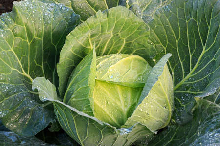 cabbage on the farm in the rain