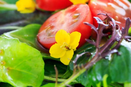 Saladの写真素材