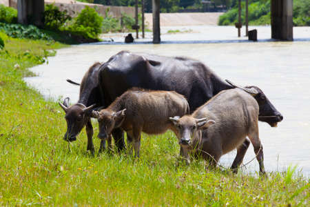 Mammal animal, Thai buffalo in grass field south of thailandの写真素材