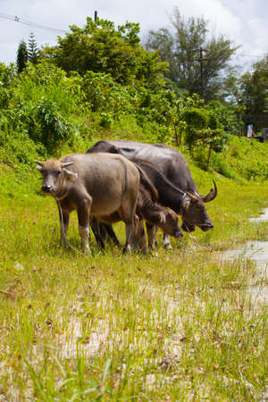 Mammal animal, Thai buffalo in grass field south of thailandの写真素材