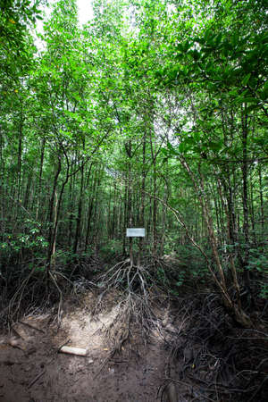 The mangrove forest , Ranong, Thailand の写真素材