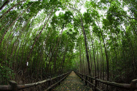 The mangrove forest , Ranong, Thailand の写真素材