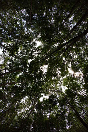 The mangrove forest , Ranong, Thailand 