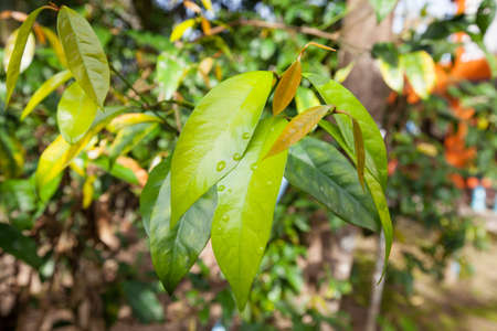 leaves of Gnetum gnemon tree, Melinjo, it is vegetable, can eat it, south of thailandの写真素材