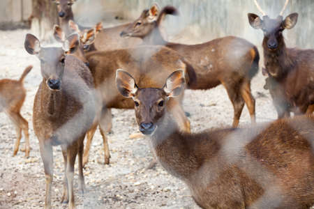 Asian deer group in a zoo の写真素材