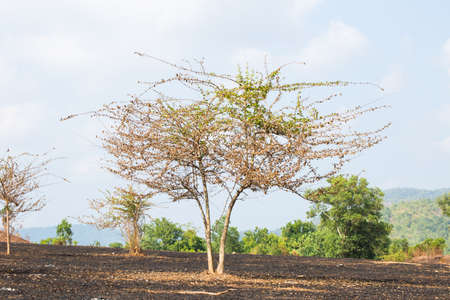 after fire with burned trees.