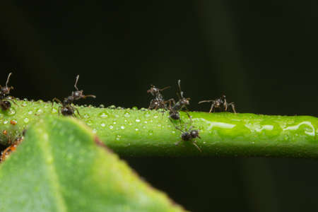 macro ant on branch with flower.の写真素材