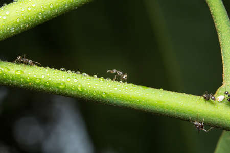 macro ant on branch with flower.の写真素材