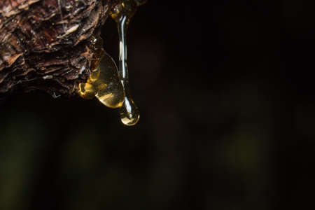 drops of amber pitch flow down on tree.の写真素材