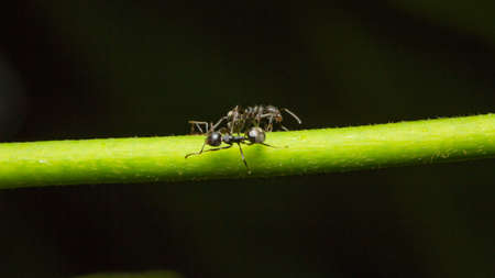 macro ant on branch with flower.の写真素材