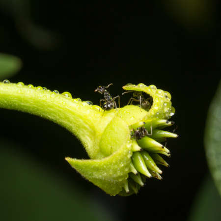 macro ant on branch with flower.