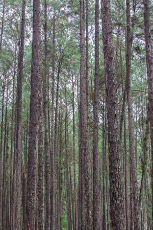 pine forest, Suan son bor Kaew at Chiang Mai THAILAND, Unseen Thailand.