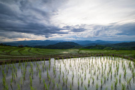 rain cloud moving on Agriculture terrace rice fields on the mountain.の写真素材