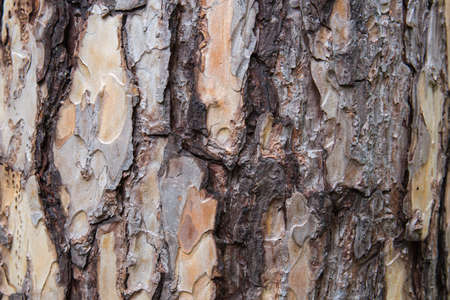Bark of Pine Tree texture.の写真素材