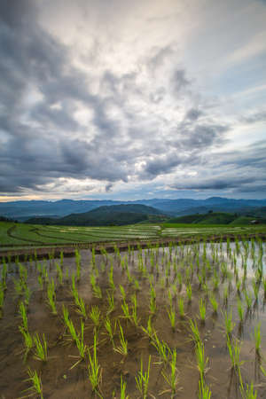 Agriculture terrace rice fields on the mountain.の写真素材