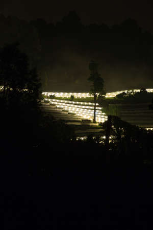 flower in greenhouses Night Light on the Mountain.
