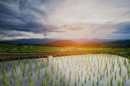 Blured rain cloud moving on Agriculture terrace rice fields on the mountain.の写真素材