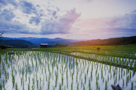 Blured Agriculture terrace rice fields on the mountainの写真素材