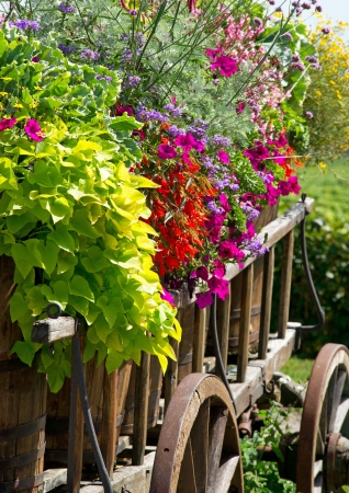 Summer Flowersの写真素材
