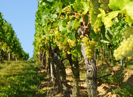 Vineyardの写真素材