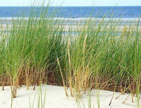 Dune at the Beachの写真素材