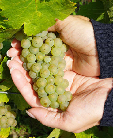 White Wine in female Hands