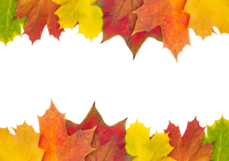 Autumn Leaves on white の写真素材