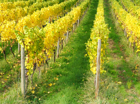 Vineyard in Autumnの写真素材