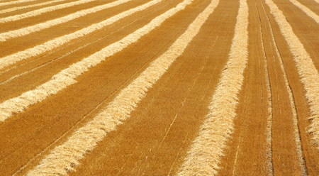Harvest Timeの写真素材