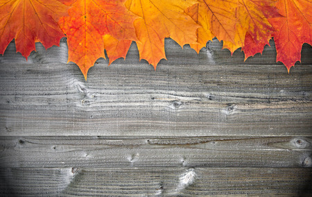 Autumn Foliage on wooden Backgroundの写真素材
