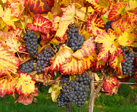 Vineyard in autumnの写真素材