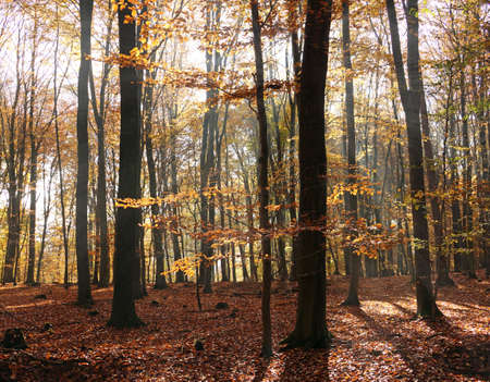 Forest in Autumn with bright sunlight