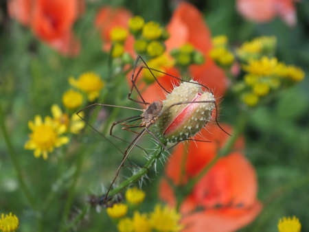 Spider