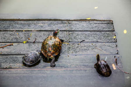 Arrogant turtle is walking to the riverの写真素材