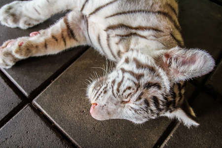 Sleeping tiger on the floorの写真素材