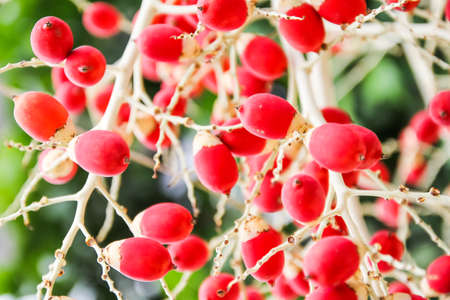 Many red areca in Thailandの写真素材