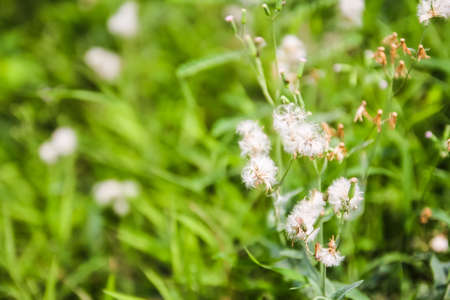 little white flower in the gardenの写真素材