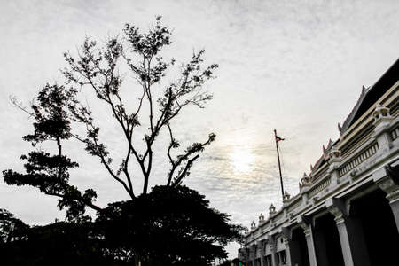 Silhouette of tree and classic buildingの写真素材