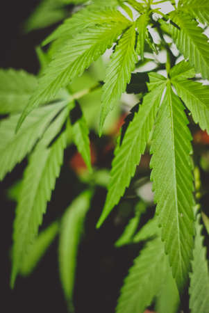 Marijuanaの写真素材