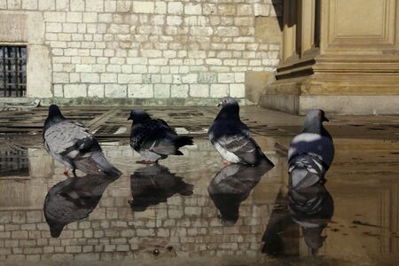 Pigeons in the waterの写真素材