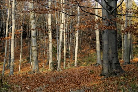 Sunny, autumn forest full of various colorsの写真素材