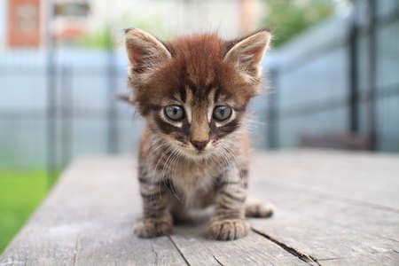 Kitten on the tableの写真素材