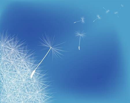 background dandelion fluffのイラスト素材