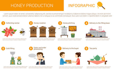 Honey production process stages or steps in infographic form. Bees or honey wasps collecting nectar from flowers, beekeeper pitching it and deliver to filling base for caramelizing by cold, order and sale stage before drinking teaのイラスト素材