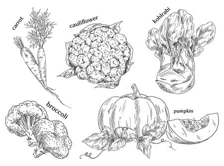 Organic food sketches. Hand drawn vegetables.のイラスト素材