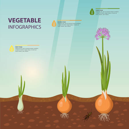 Poster with onion growth rate. Infographic of vegetable stages. Soil with roots. Agriculture information or biology infochart. Vegetarian organic nutrition and vitamin, harvest and nature themeのイラスト素材