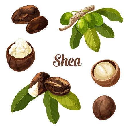 Shea nuts, vector realistic illustration. Shea butter tree nuts or seeds with leaf, karite cosmetic skin care and food products package design elementのイラスト素材