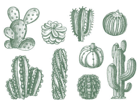 Cactus vector sketch icons, hand drawn botanical illustration. Different types of cactus and cacti plants, Mexican and Arizona dessert cactaceae opuntia and desert succulents, green sketch graphicのイラスト素材