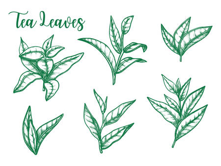 Tea leaf vector sketch, botanical herb illustration for tea and teabags package design elements. Green or black tea leaves on stems, isolated on white backgroundのイラスト素材